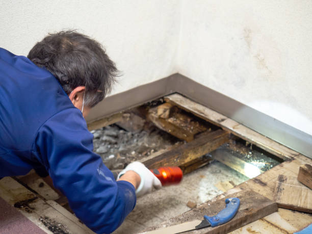 Best Professional Mold Removal  in Hayward, CA