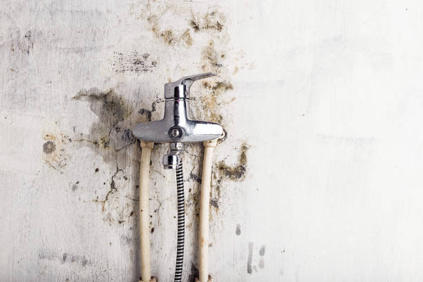 Best Residential Mold Removal  in Hayward, CA