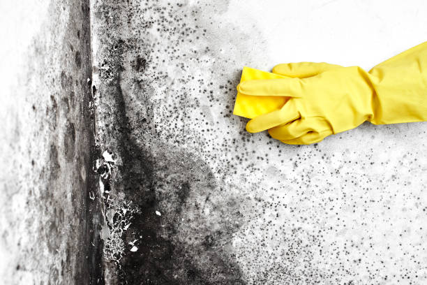 Reliable Hayward, CA Mold Removal Solutions