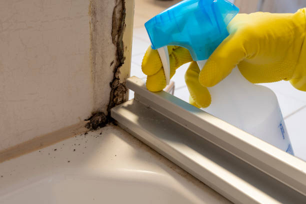 Best Crawl Space Mold Removal  in Hayward, CA