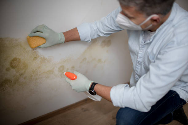 Mold Removal and Inspection in Hayward, CA