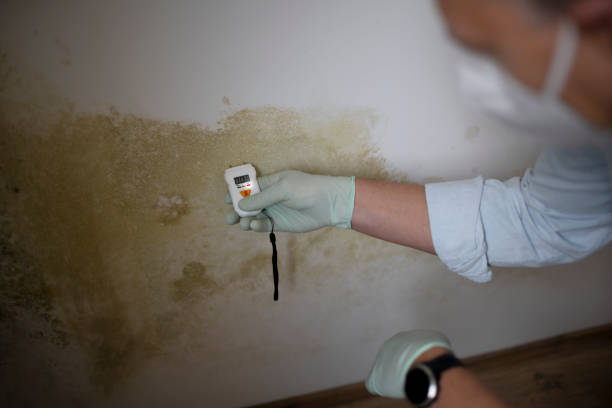 Best Affordable Mold Removal  in Hayward, CA