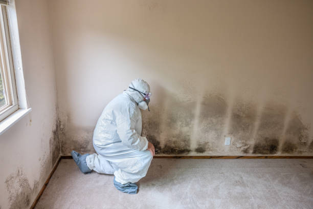 Best Local Mold Removal Service  in Hayward, CA