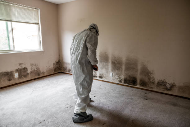 Best Crawl Space Mold Removal  in Hayward, CA