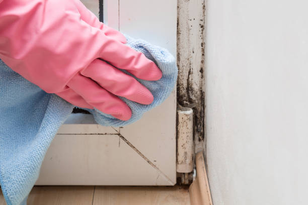 Best Office Mold Removal Services  in Hayward, CA