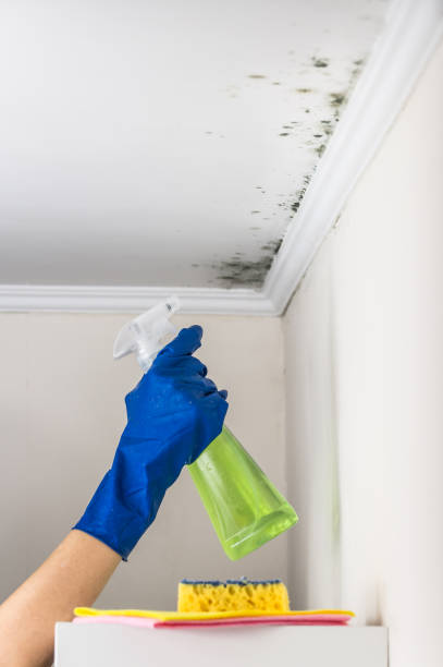 Best Mold Testing  in Hayward, CA