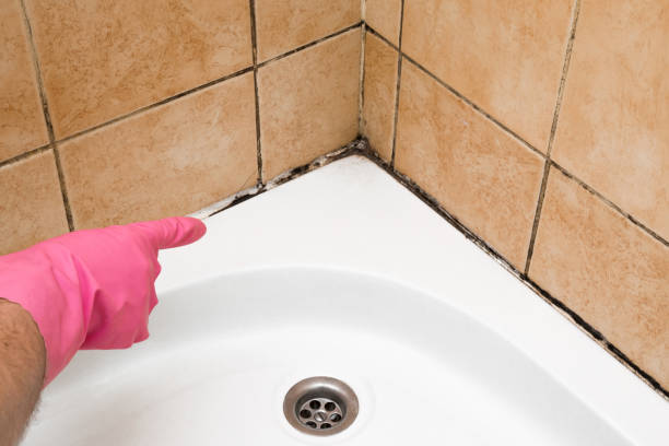 Best Black Mold Removal  in Hayward, CA